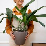 Plante tropicale care adaugă o notă exotică interiorului