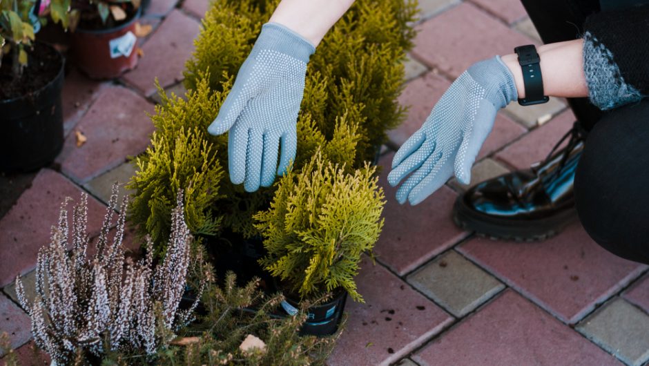 Ghid pentru amenajarea unei grădini de iarnă