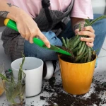 Cum alegi plantele pentru un sol care se usucă rapid